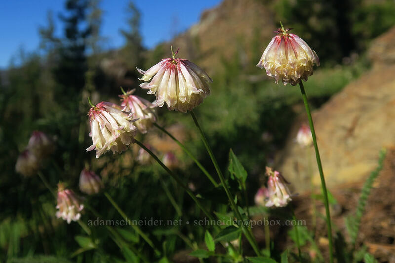 Shasta clover (Trifolium productum (Trifolium kingii ssp. productum)) [Kangaroo Lake Fen Trail, Klamath National Forest, Siskiyou County, California]