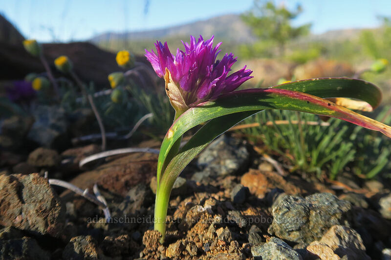 sickle-leaf onion (Allium falcifolium) [Kangaroo Lake Fen Trail, Klamath National Forest, Siskiyou County, California]