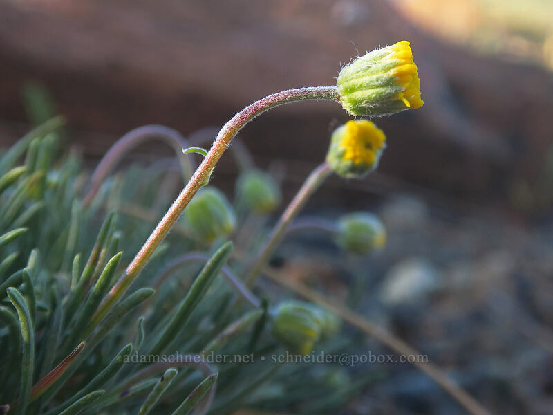 scabland fleabane (Erigeron bloomeri var. bloomeri) [Kangaroo Lake Fen Trail, Klamath National Forest, Siskiyou County, California]