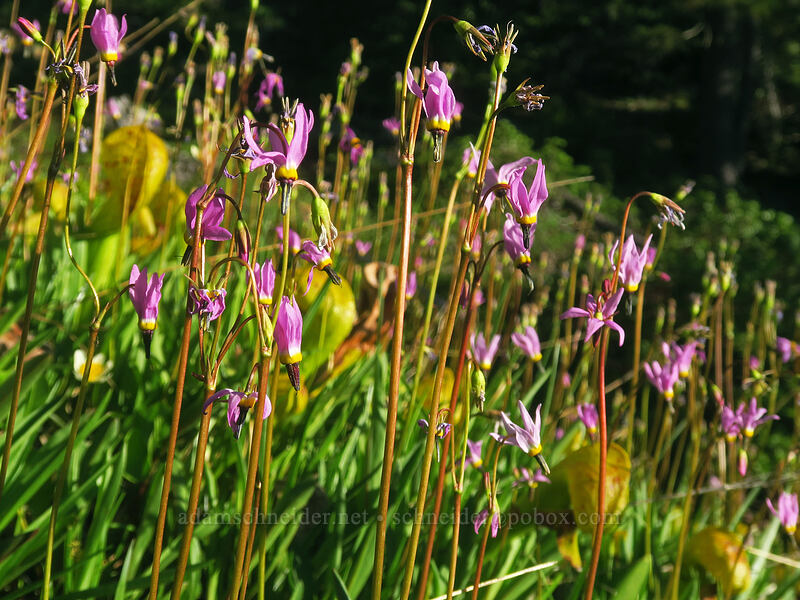 tall mountain shooting stars & pitcher plants (Dodecatheon jeffreyi (Primula jeffreyi), Darlingtonia californica) [above Kangaroo Lake, Klamath National Forest, Siskiyou County, California]