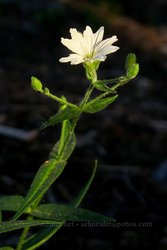 sticky starwort (Pseudostellaria jamesiana (Arenaria jamesiana)) [Kangaroo Lake, Klamath National Forest, Siskiyou County, California]