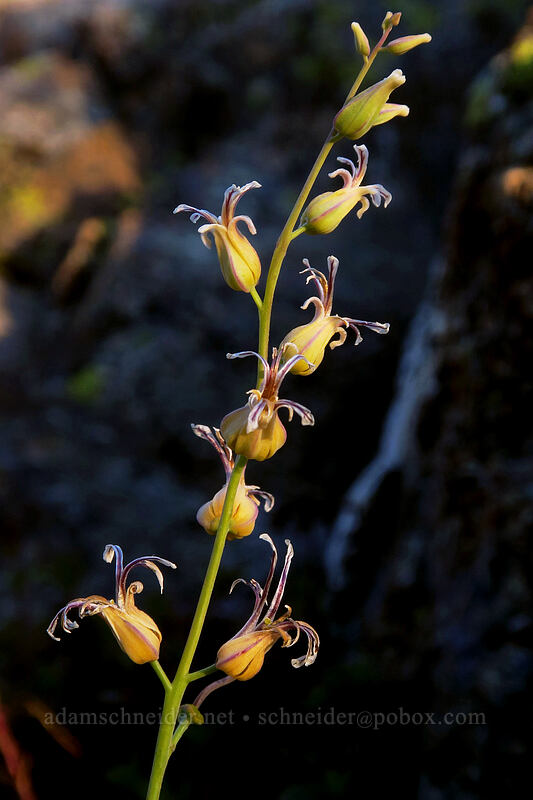 mountain jewelflower (Streptanthus tortuosus) [Kangaroo Lake, Klamath National Forest, Siskiyou County, California]