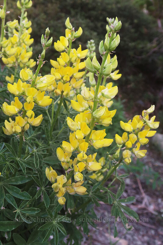 saffron-flowered lupine (Mt. Eddy lupine) (Lupinus croceus) [Kangaroo Lake, Klamath National Forest, Siskiyou County, California]