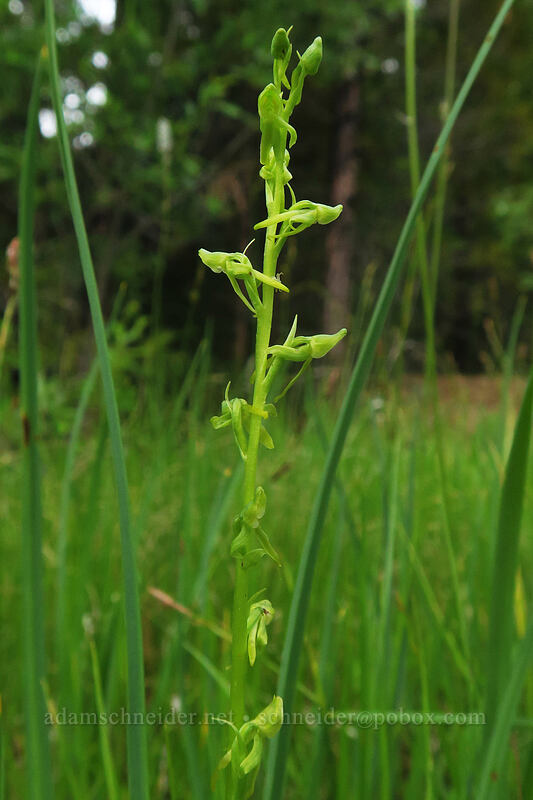 sparse-flowered bog orchid (Platanthera sparsiflora) [Forest Road 41N08, Klamath National Forest, Siskiyou County, California]