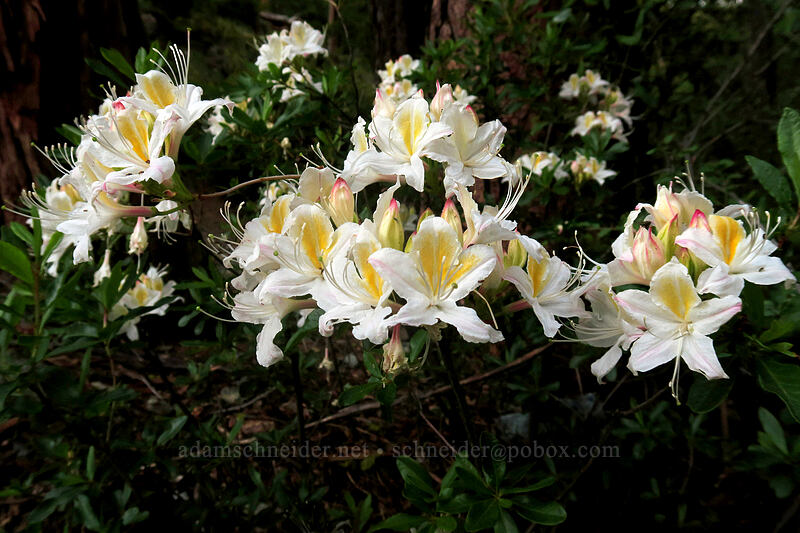 western azalea (Rhododendron occidentale) [Forest Road 41N08, Klamath National Forest, Siskiyou County, California]
