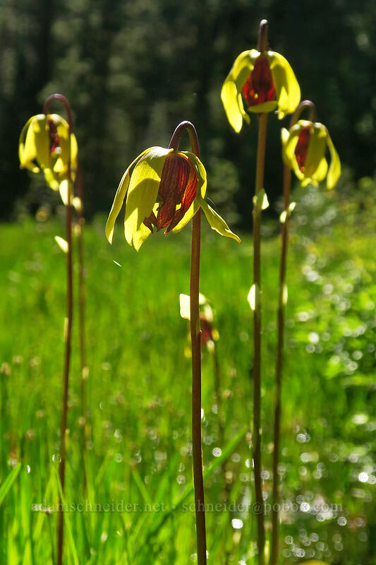 California pitcher plant flowers (Darlingtonia californica) [Scott Mountain Summit, Shasta-Trinity National Forest, Trinity County, California]