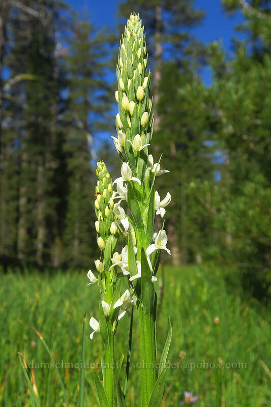 long-spurred white bog orchid (Platanthera dilatata var. leucostachys (Habenaria leucostachys)) [Scott Mountain Summit, Shasta-Trinity National Forest, Trinity County, California]