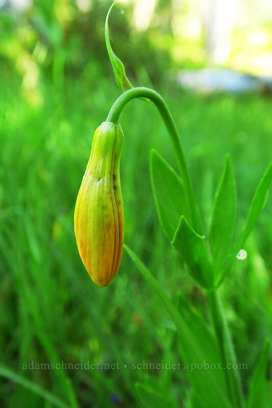 lily, budding (Lilium sp.) [Scott Mountain Summit, Shasta-Trinity National Forest, Trinity County, California]