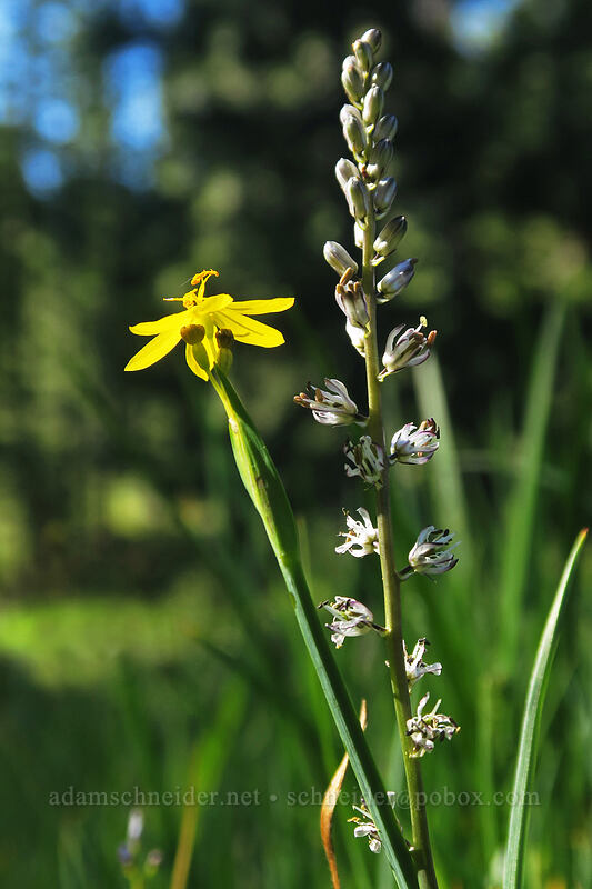 yellow-eyed grass & white rush-lily (Sisyrinchium californicum, Hastingsia alba) [Scott Mountain Summit, Shasta-Trinity National Forest, Trinity County, California]