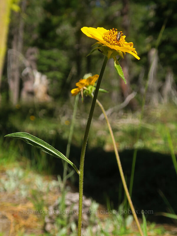 Shasta sunflower (Helianthella californica var. shastensis) [Scott Mountain Summit, Shasta-Trinity National Forest, Trinity County, California]