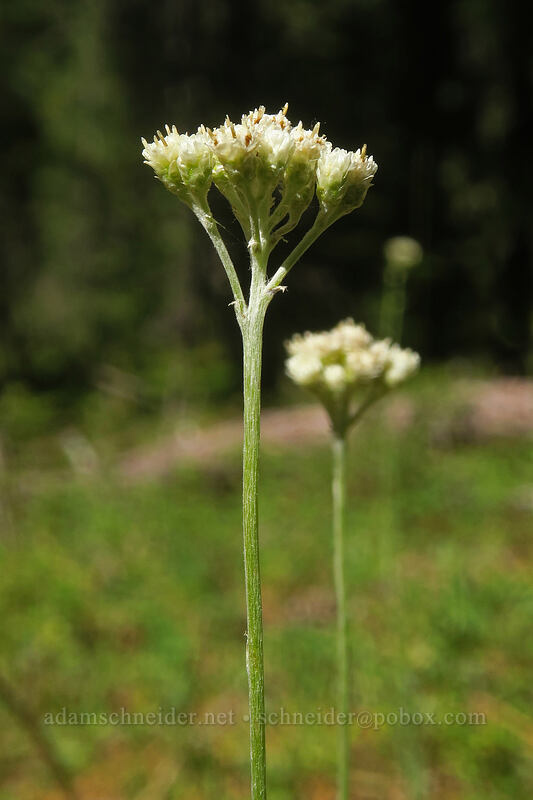 silvery pussy-toes (Antennaria argentea) [Scott Mountain Summit, Shasta-Trinity National Forest, Trinity County, California]