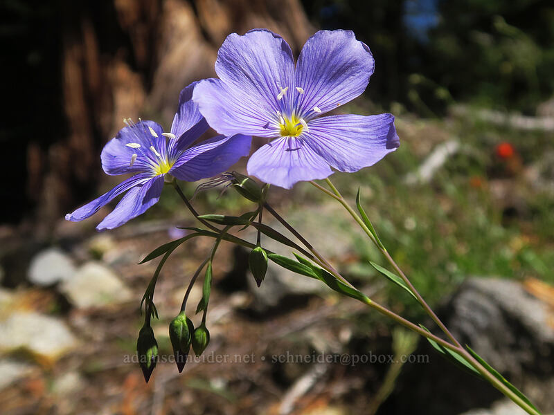 Lewis' blue flax (Linum lewisii (Linum perenne var. lewisii)) [Taylor Lake Trail, Russian Wilderness, Siskiyou County, California]