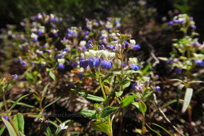 broad-leaf blue-eyed-Mary (Collinsia latifolia (Collinsia torreyi var. latifolia)) [Taylor Lake Trail, Russian Wilderness, Siskiyou County, California]
