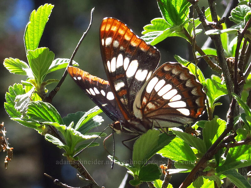 Lorquin's admiral butterfly (Limenitis lorquini) [Taylor Lake Trail, Russian Wilderness, Siskiyou County, California]