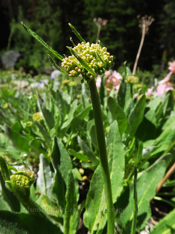 arrow-leaf buckwheat, budding (Eriogonum compositum) [Taylor Lake Trail, Russian Wilderness, Siskiyou County, California]