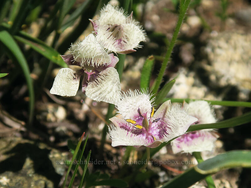 mariposa lilies (Calochortus sp.) [Taylor Lake Trail, Russian Wilderness, Siskiyou County, California]