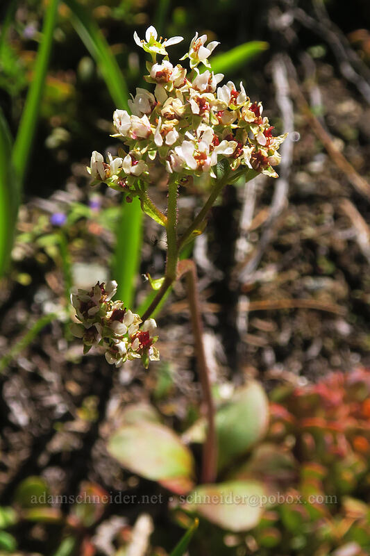 peak saxifrage (Micranthes nidifica (Saxifraga nidfica)) [Taylor Lake Trail, Russian Wilderness, Siskiyou County, California]
