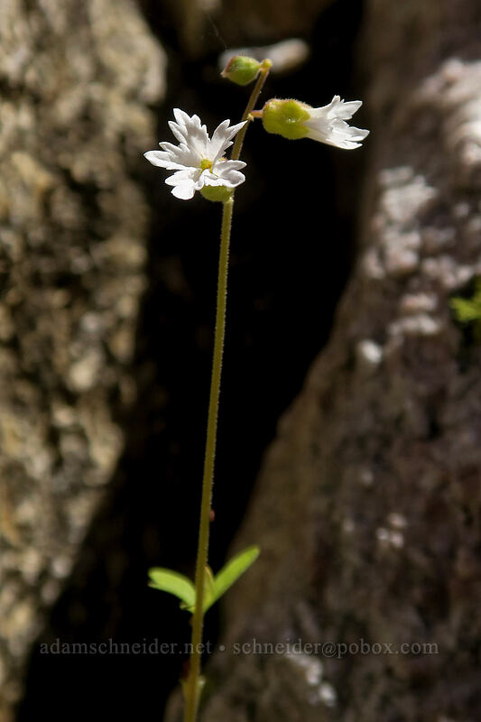 Siskiyou woodland star (Lithophragma campanulatum) [Taylor Lake Trail, Russian Wilderness, Siskiyou County, California]