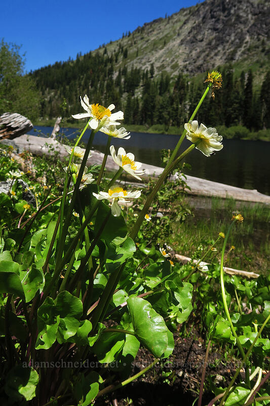 white marsh-marigolds (Caltha biflora (Caltha leptosepala var. biflora)) [Taylor Lake, Russian Wilderness, Siskiyou County, California]