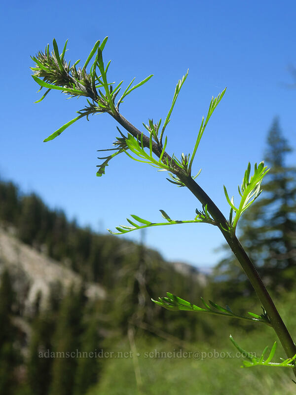 scarlet gilia, pre-flowering (Ipomopsis aggregata) [above Taylor Lake, Russian Wilderness, Siskiyou County, California]