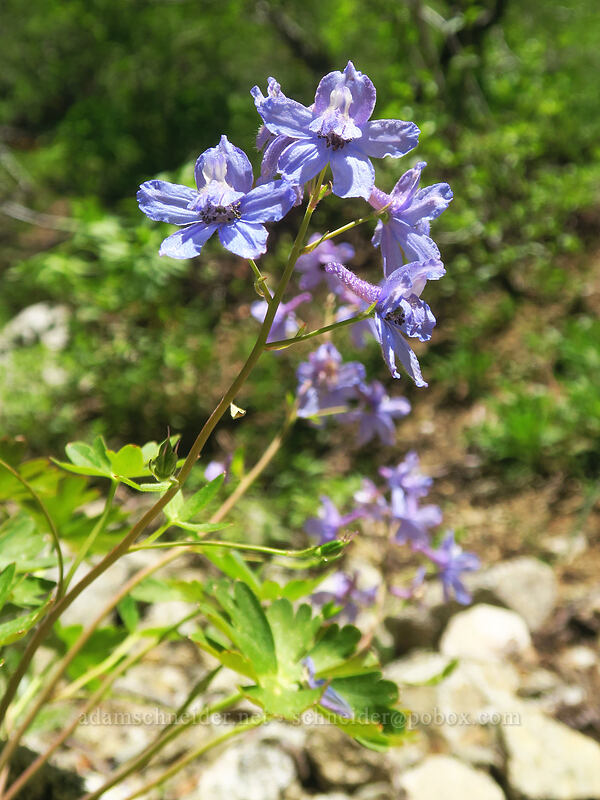 pale blue larkspur (Delphinium sp.) [above Taylor Lake, Russian Wilderness, Siskiyou County, California]