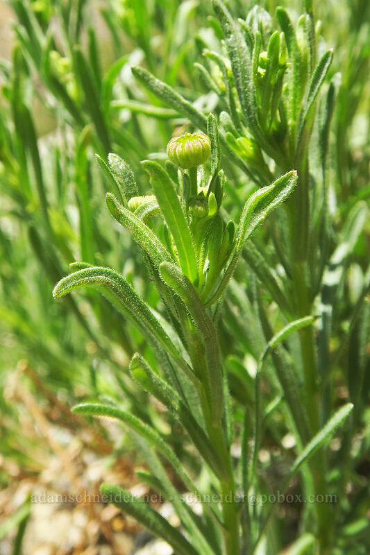 Klamath daisy/fleabane, budding (Erigeron klamathensis (Erigeron breweri var. klamathensis)) [above Taylor Lake, Russian Wilderness, Siskiyou County, California]