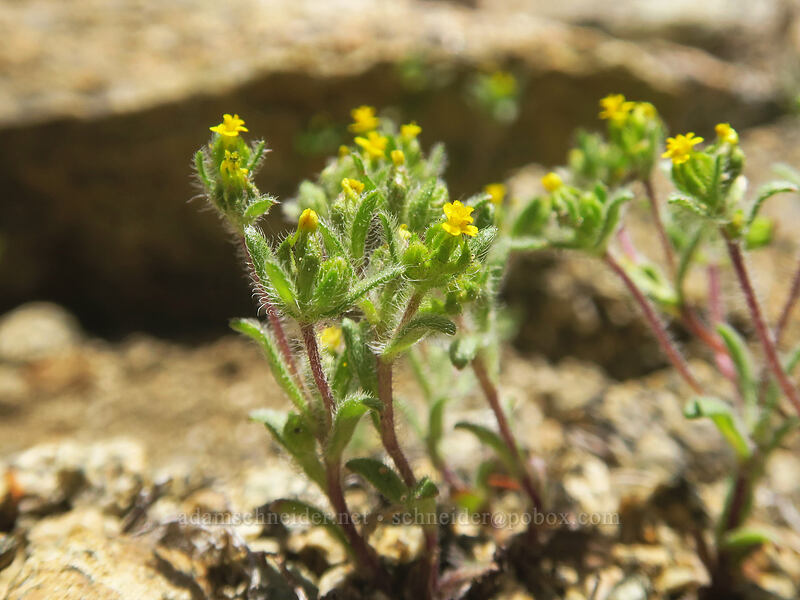 little tarweed (Madia exigua) [above Taylor Lake, Russian Wilderness, Siskiyou County, California]