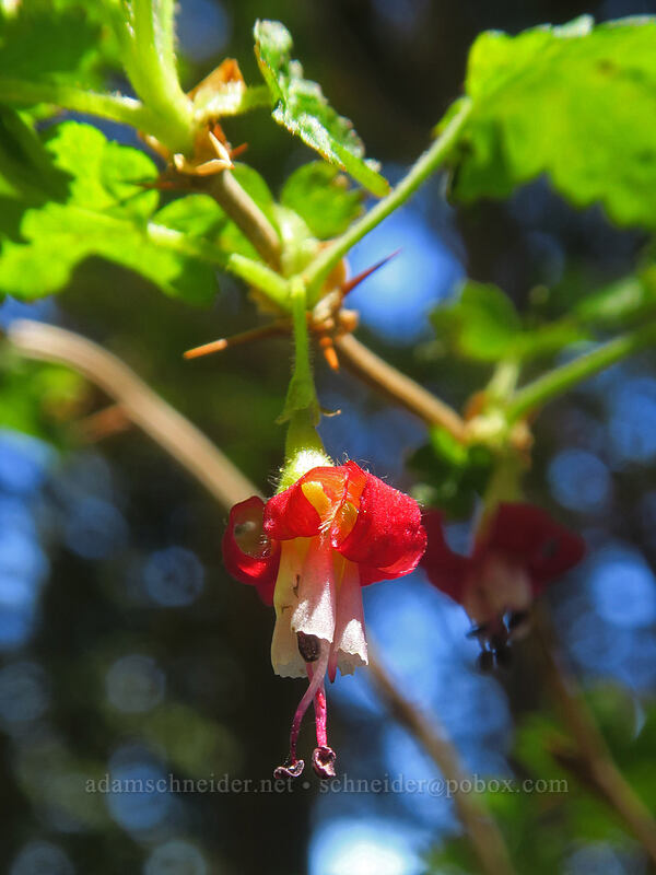 Sierra gooseberry flowers (Ribes roezlii) [Pacific Crest Trail, Klamath National Forest, Siskiyou County, California]