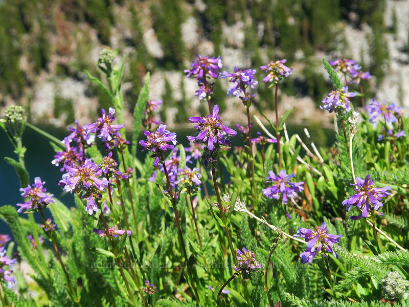 small-flowered penstemon (Penstemon procerus) [Pacific Crest Trail, Klamath National Forest, Siskiyou County, California]