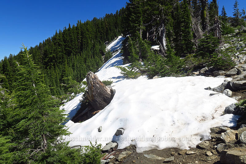 snow on the trail [Pacific Crest Trail, Klamath National Forest, Siskiyou County, California]