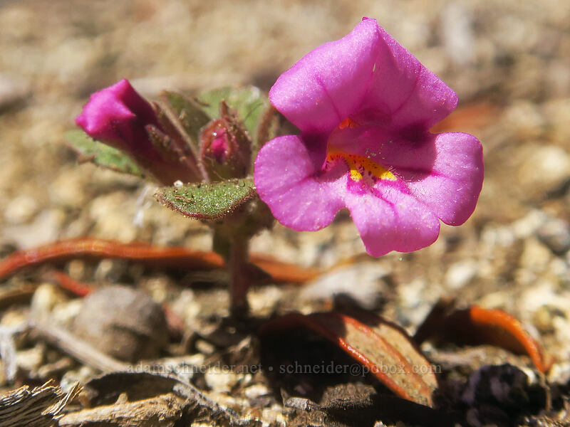 dwarf purple monkeyflower (Diplacus nanus (Mimulus nanus)) [Pacific Crest Trail, Klamath National Forest, Siskiyou County, California]
