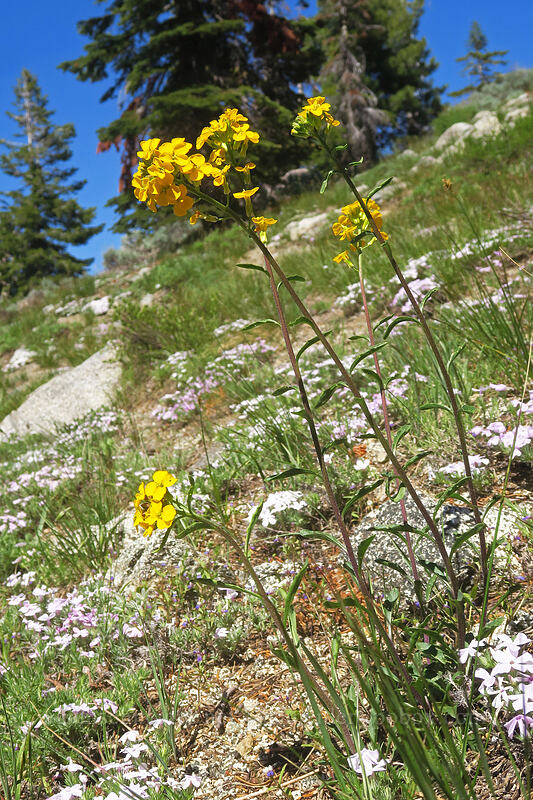 wallflower & phlox (Erysimum capitatum, Phlox diffusa) [Pacific Crest Trail, Klamath National Forest, Siskiyou County, California]