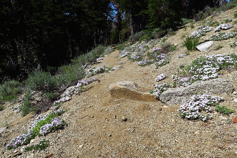 trail through phlox (Phlox sp.) [Pacific Crest Trail, Klamath National Forest, Siskiyou County, California]