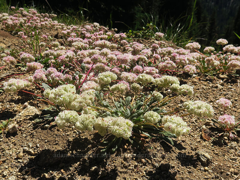 one-seeded pussy-paws (Calyptridium monospermum (Cistanthe monosperma)) [Forest Road 41N18, Klamath National Forest, Siskiyou County, California]