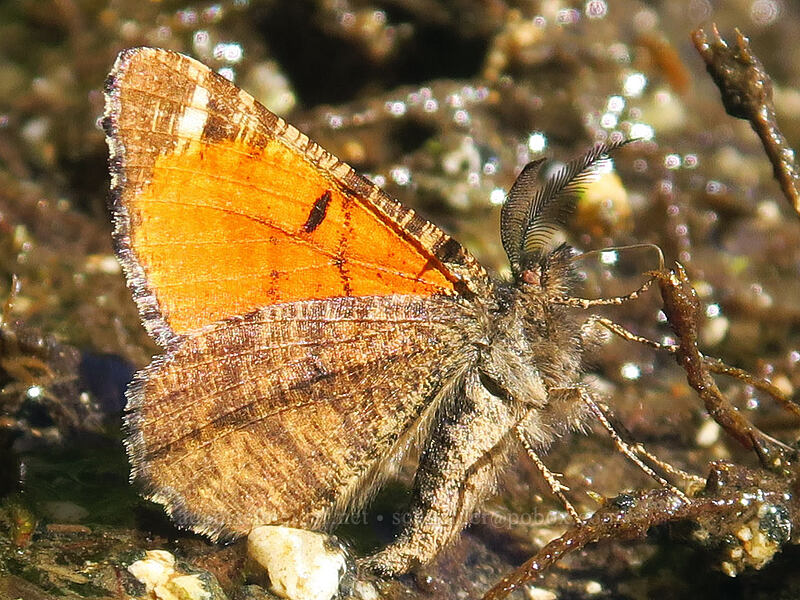 red-winged wave moth (Dasyfidonia avuncularia) [Forest Road 41N18, Klamath National Forest, Siskiyou County, California]