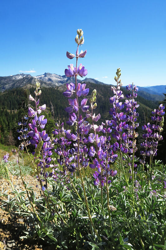 Anderson's lupines (Lupinus andersonii) [Etna Summit, Klamath National Forest, Siskiyou County, California]