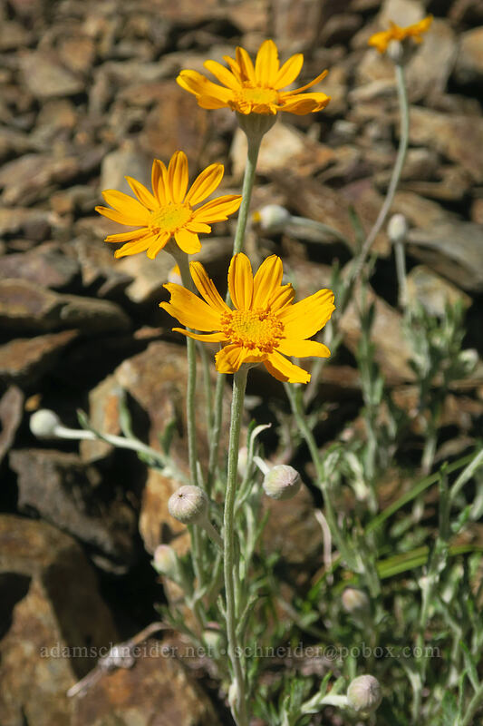 Oregon sunshine (Eriophyllum lanatum) [Etna Summit, Klamath National Forest, Siskiyou County, California]
