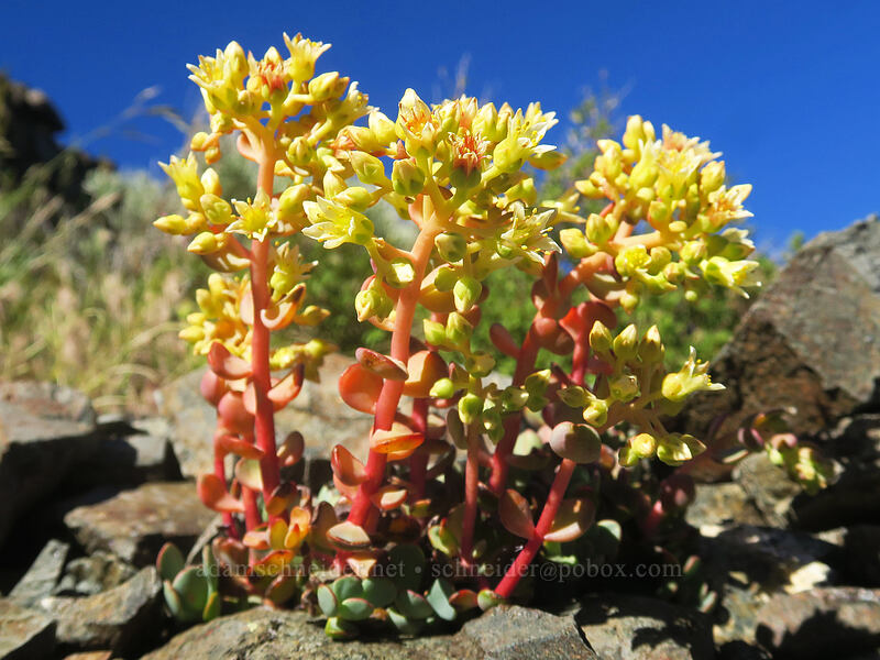 creamy stonecrop (Sedum oregonense) [Etna Summit, Klamath National Forest, Siskiyou County, California]