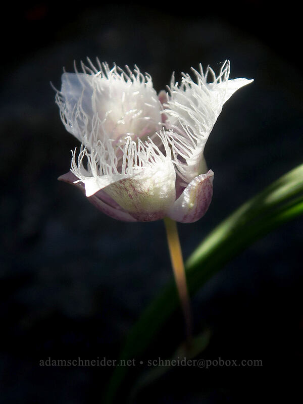 mariposa lily (Calochortus sp.) [Etna Summit, Klamath National Forest, Siskiyou County, California]