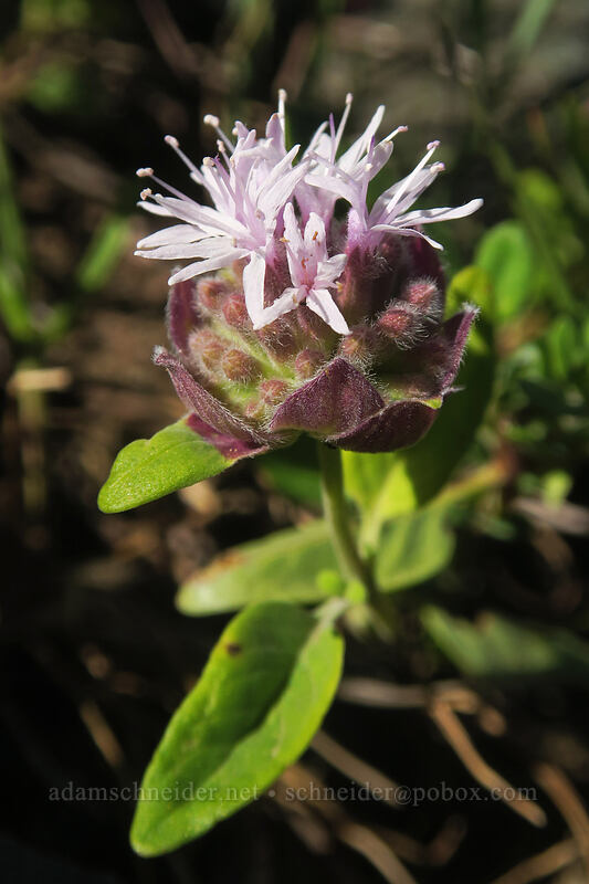 coyote mint (Monardella odoratissima ssp. glauca) [Etna Summit, Klamath National Forest, Siskiyou County, California]