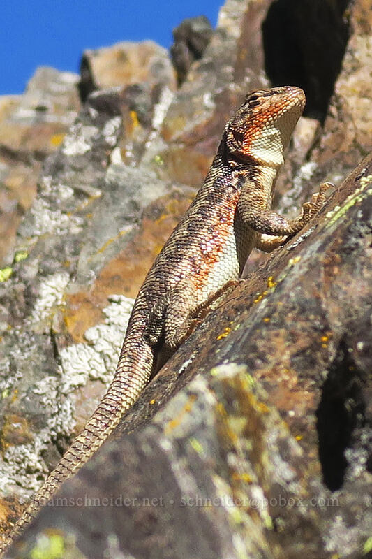 western sagebrush lizard (Sceloporus graciosus gracilis) [Etna Summit, Klamath National Forest, Siskiyou County, California]