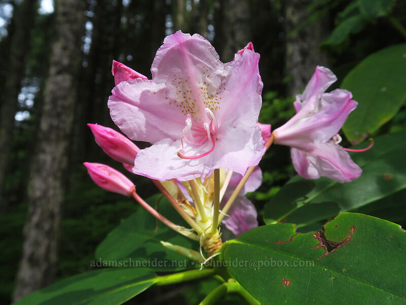 Pacific rhododendron (Rhododendron macrophyllum) [Rooster Rock Trail, Table Rock Wilderness, Clackamas County, Oregon]