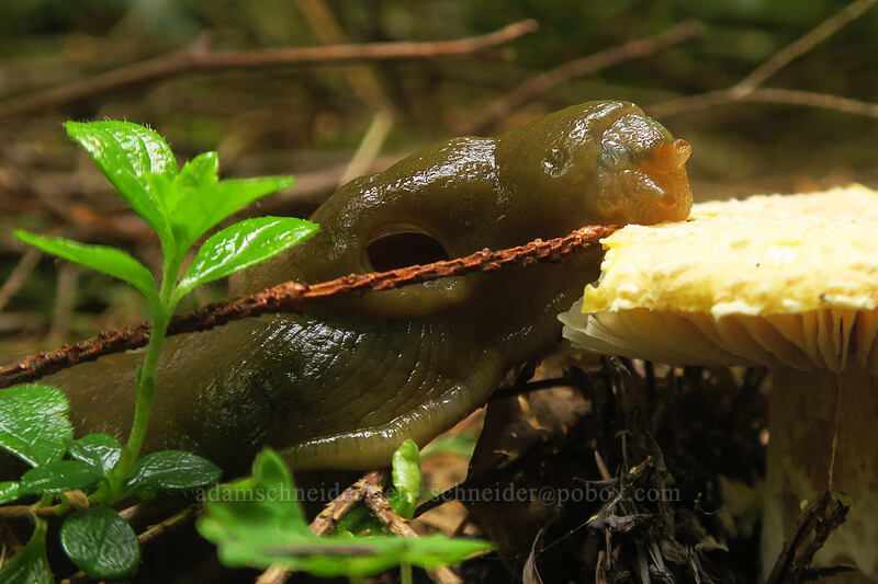 banana slug eating a mushroom (Ariolimax columbianus) [Rooster Rock Trail, Table Rock Wilderness, Clackamas County, Oregon]