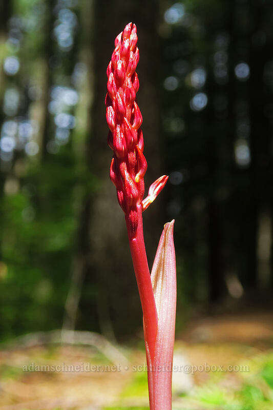 spotted coral-root orchid, budding (Corallorhiza maculata) [Rooster Rock Trail, Table Rock Wilderness, Clackamas County, Oregon]