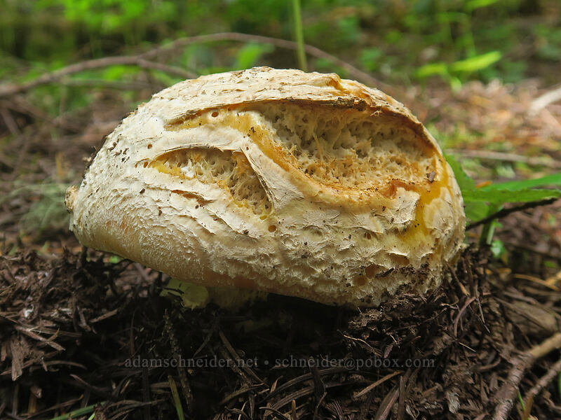 mushroom [Rooster Rock Trail, Table Rock Wilderness, Clackamas County, Oregon]