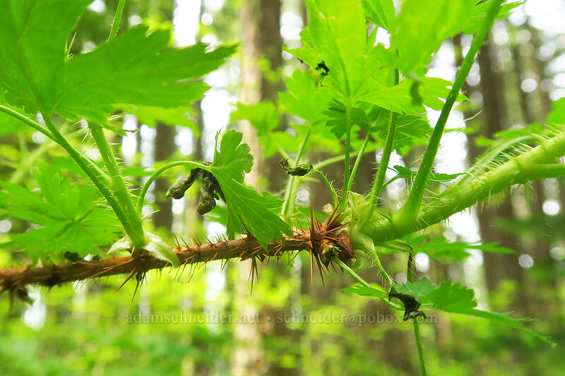 prickly swamp currant leaves & stems (Ribes lacustre) [Rooster Rock Trail, Table Rock Wilderness, Clackamas County, Oregon]