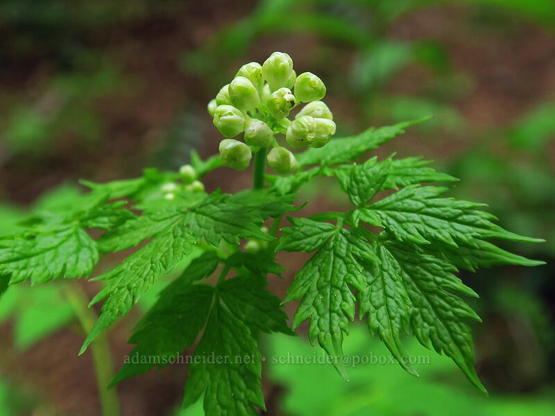baneberry, budding (Actaea rubra) [Rooster Rock Trail, Table Rock Wilderness, Clackamas County, Oregon]