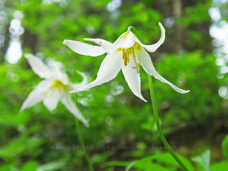 Oregon fawn lilies (Erythronium oregonum) [Rooster Rock Trail, Table Rock Wilderness, Clackamas County, Oregon]