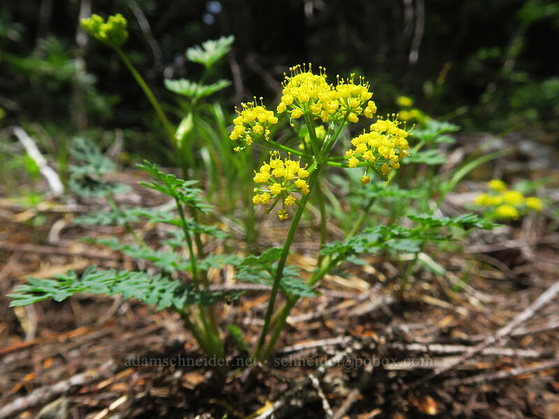Cascade desert parsley (Lomatium martindalei) [Rooster Rock Trail, Table Rock Wilderness, Clackamas County, Oregon]