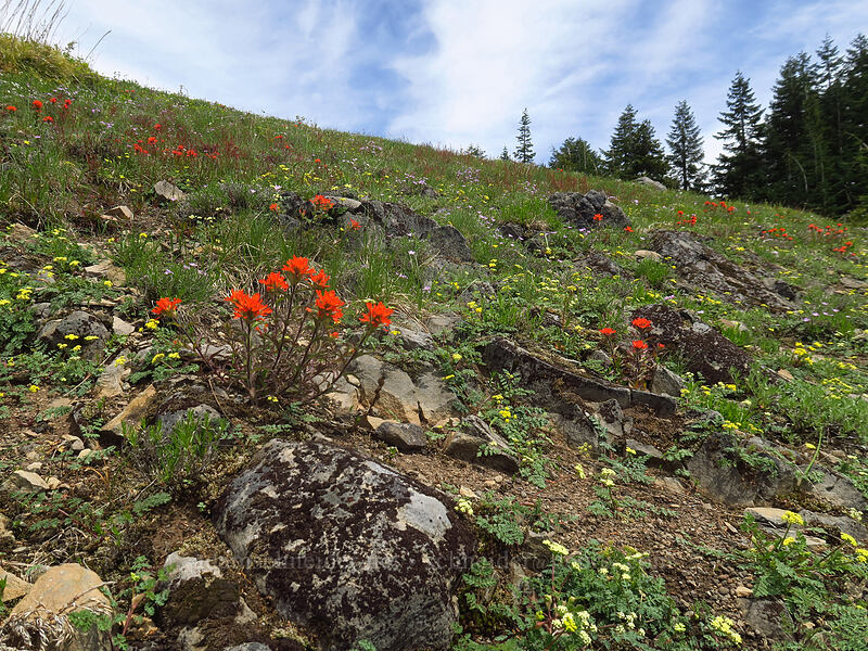 wildflowers [Rooster Rock Trail, Table Rock Wilderness, Clackamas County, Oregon]